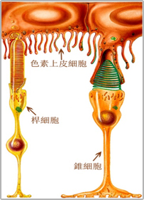 希瑪林順潮眼科中心_視網膜脫落_視網膜色素變性